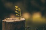 Complicated grief therapy training and research: What to know