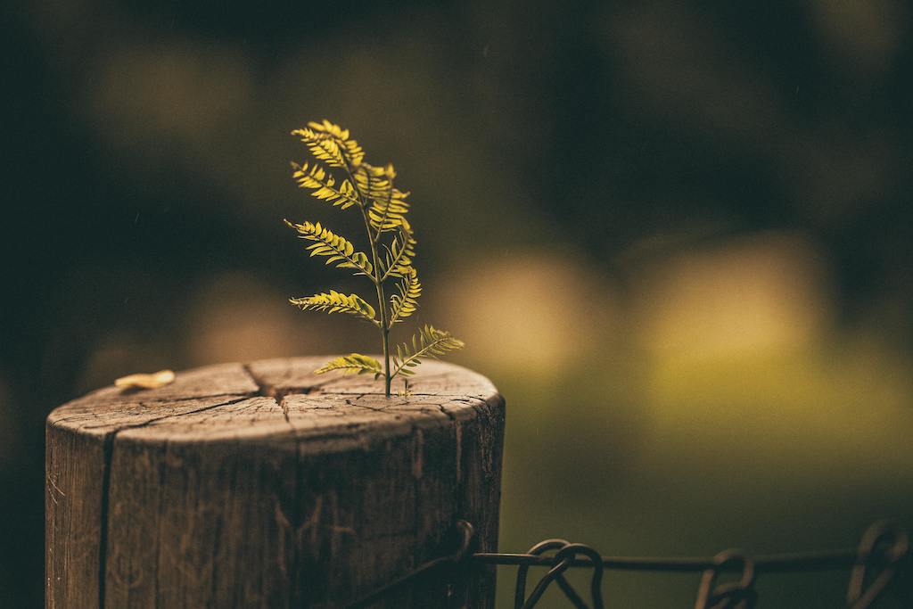 Complicated grief therapy training and research: What to know