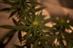 Effects of cannabis: What to know from new mental health research
