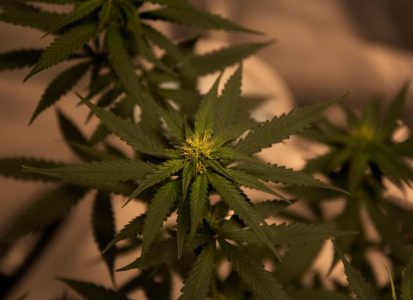 Effects of cannabis: What to know from new mental health research