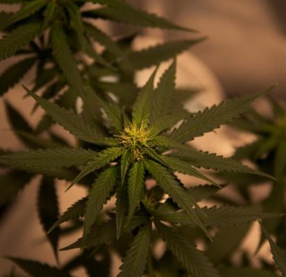 Effects of cannabis: What to know from new mental health research